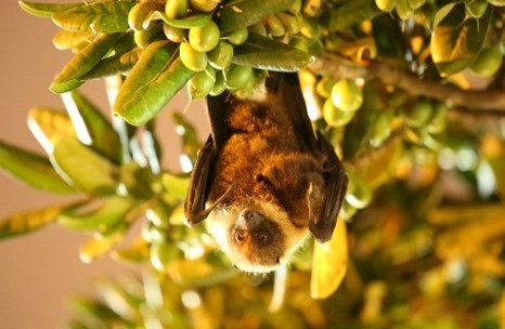 Megabats