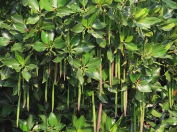Spotted mangrove
