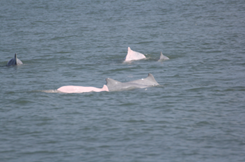 Humpback Dolphin
