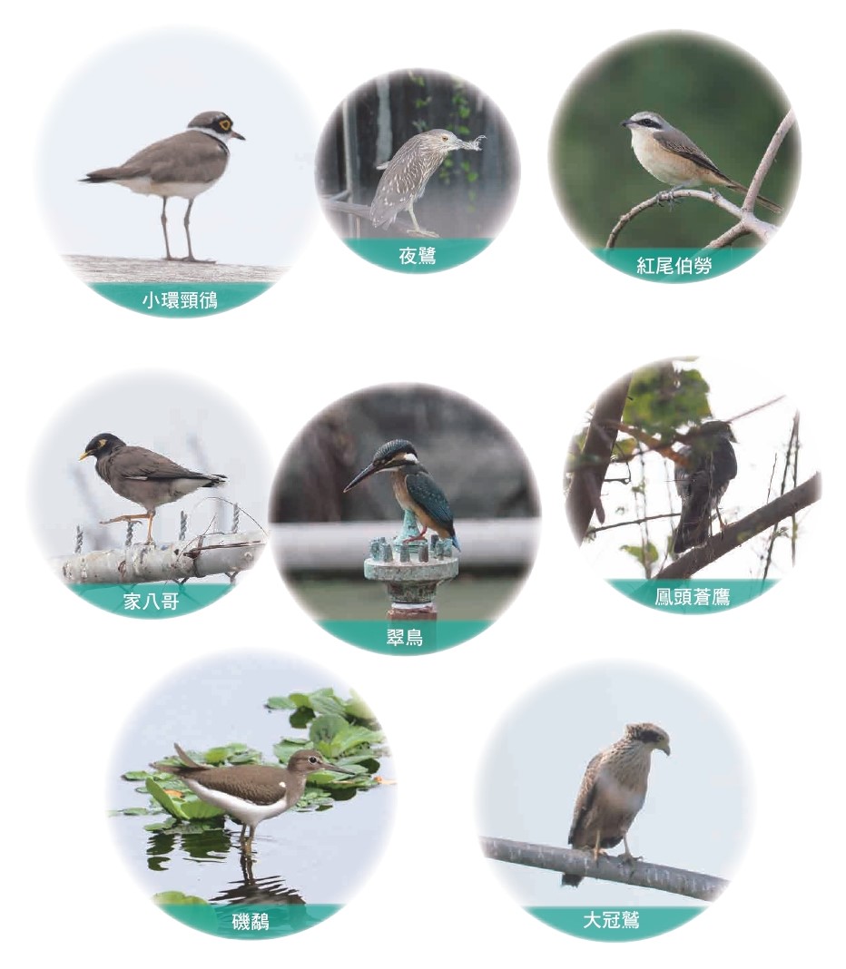 南星野鳥棲地